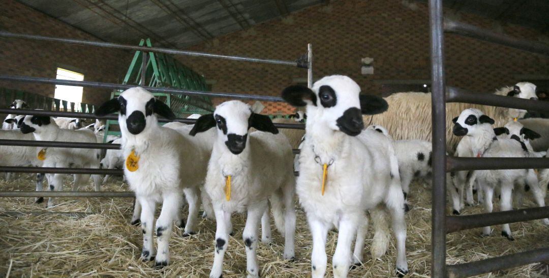 La organización agraria UPA denuncia la entrada de corderos foráneos