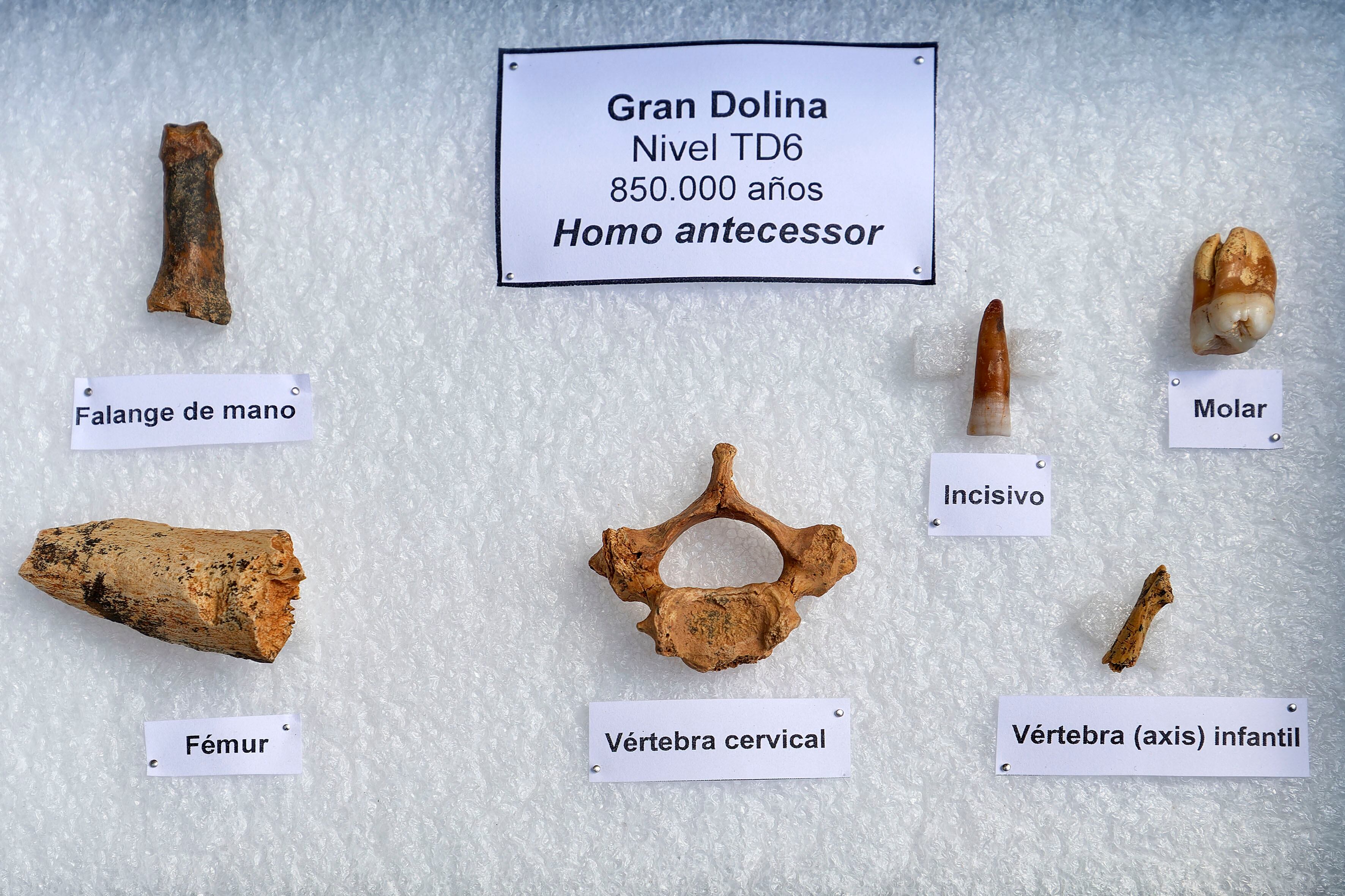 ATAPUERCA (BURGOS), 23/07/2025.- Restos de Homo Antecesor encontrados en el yacimiento de Gran Dolina de Atapuerca presentados hoy en el balance de la campaña de excavaciones de Atapuerca. EFE/Santi Otero