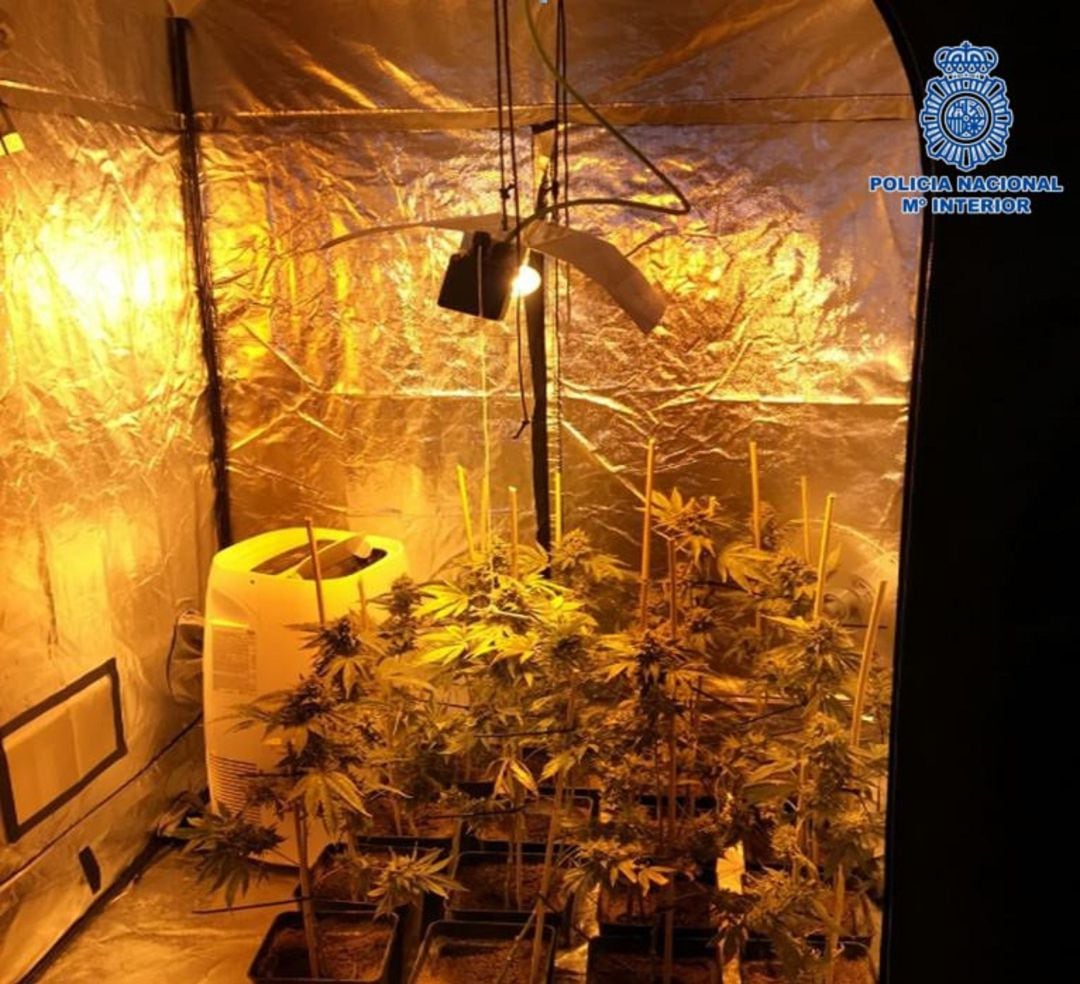 Laboratorio clandestino marihuana en Layos (Toledo)