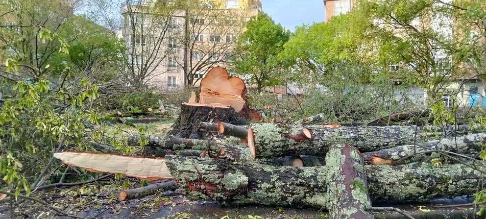 Imagen de los árboles talados ofrecida por el BNG