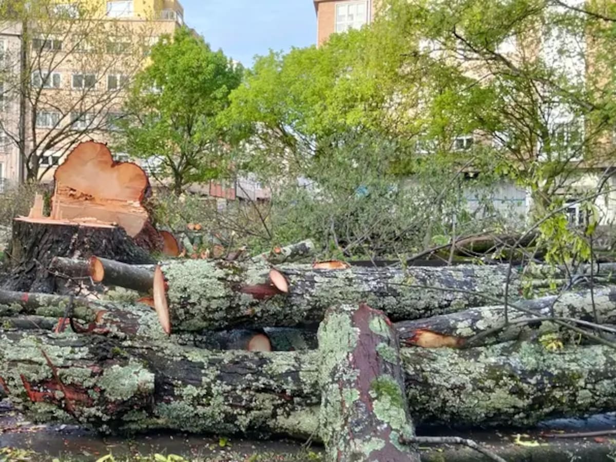 PSOE y BNG de Ferrol denuncian la tala de árboles en la plaza de Rosalía de Castro