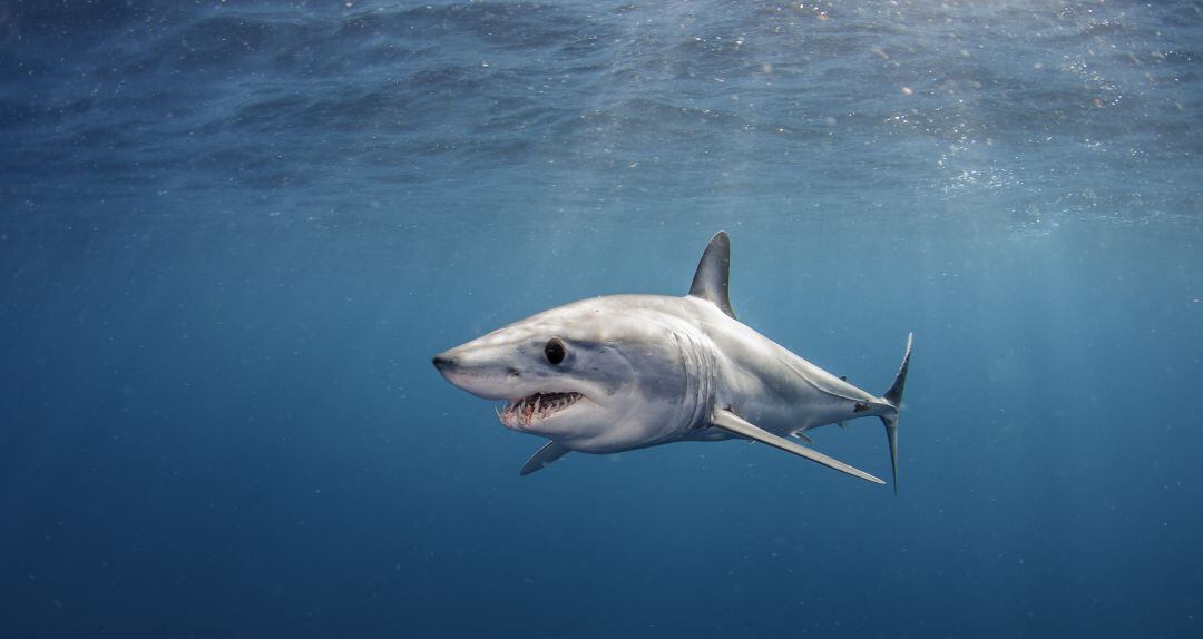 Un tiburón marrajo.