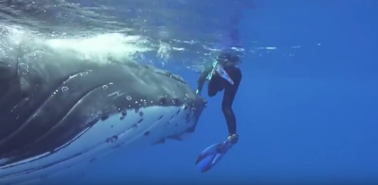 Imagen del momento en el que la ballena intenta mantener a la buceadora en la superficie