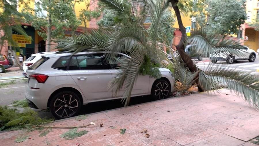 Un árbol caído en Algeciras