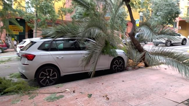 Un árbol caído en Algeciras