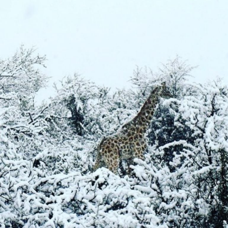 Jirafas en la nieve en Sudáfrica