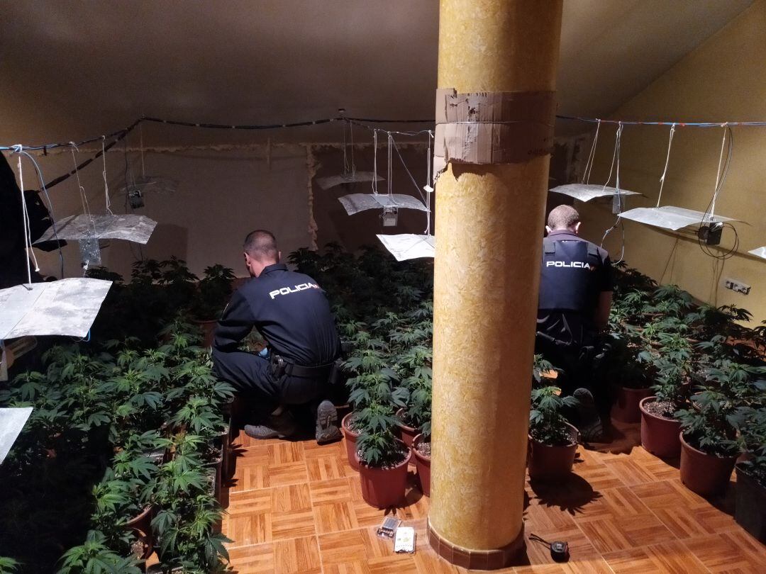 Agentes en el cultivo encontrado en un chalet de Gandia.
