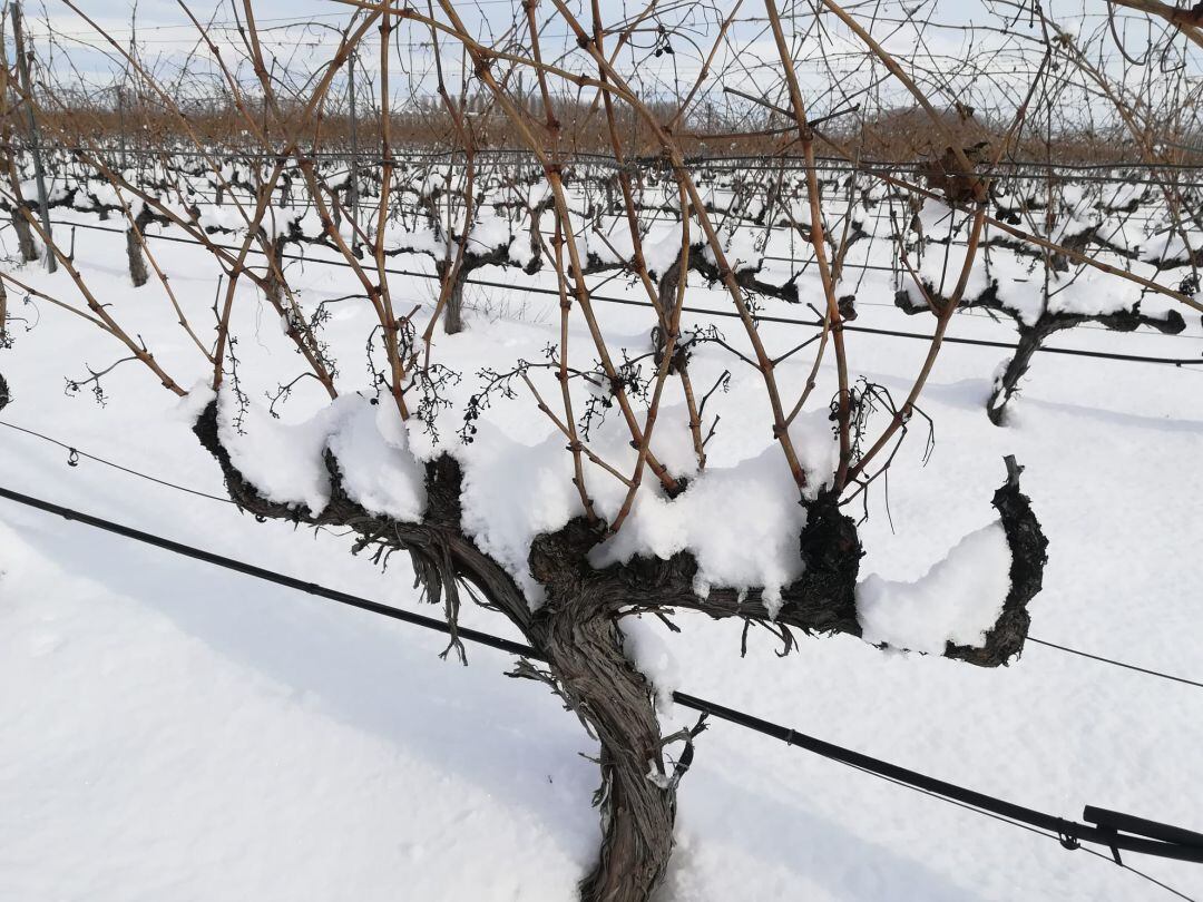 Imagen del campo, con nieve