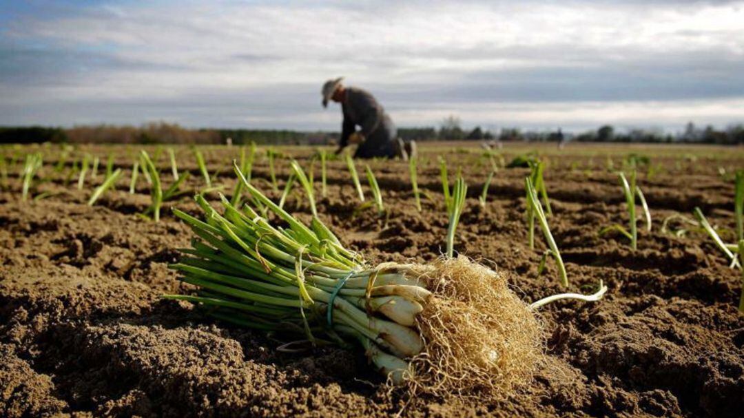 Los agricultores denuncian que los costes cada vez son más elevados