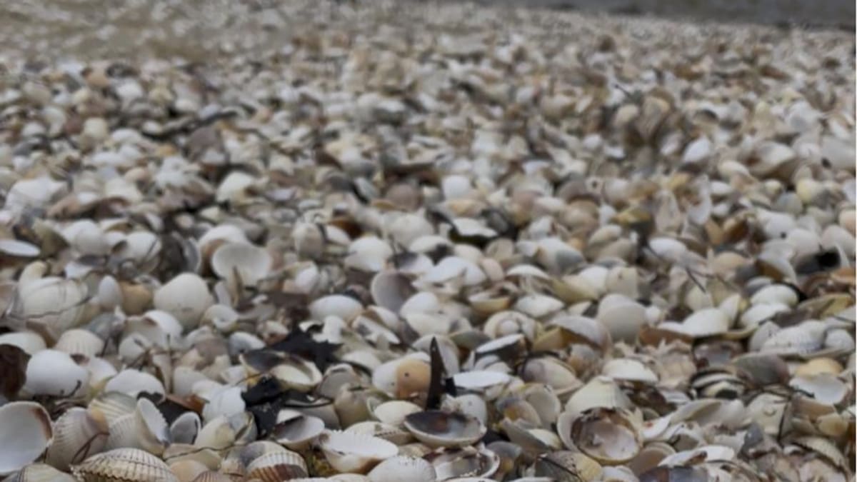 Retiradas 12 toneladas de marisco muerto en Noia: "La ría pide a gritos que la ayuden"