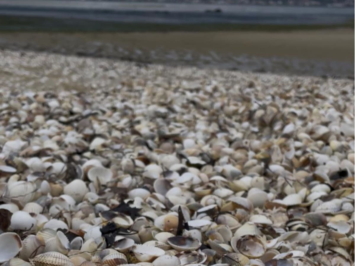 Retiradas 12 toneladas de marisco muerto en Noia: "La ría pide a gritos que la ayuden"