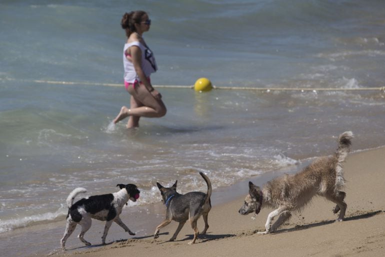 Unos perros juegan en la orilla de la playa de Levante de la ciudad de Barcelona, que estrena su primera playa para perros 