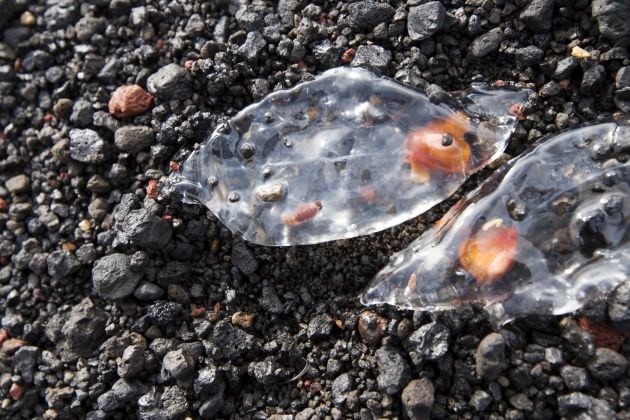 Salpas, varadas en la arena de la playa.