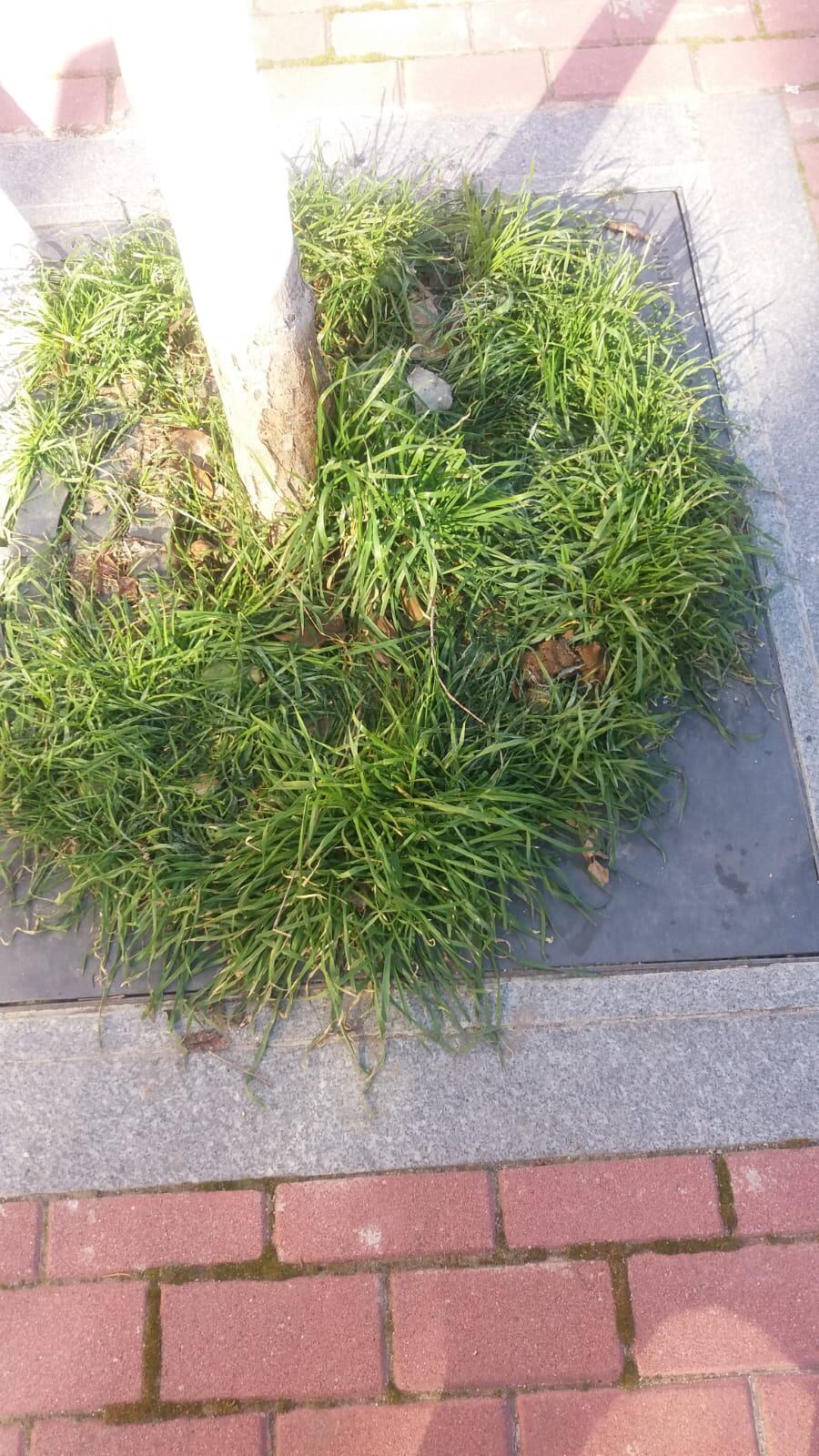 Hierba en un alcorque con árbol