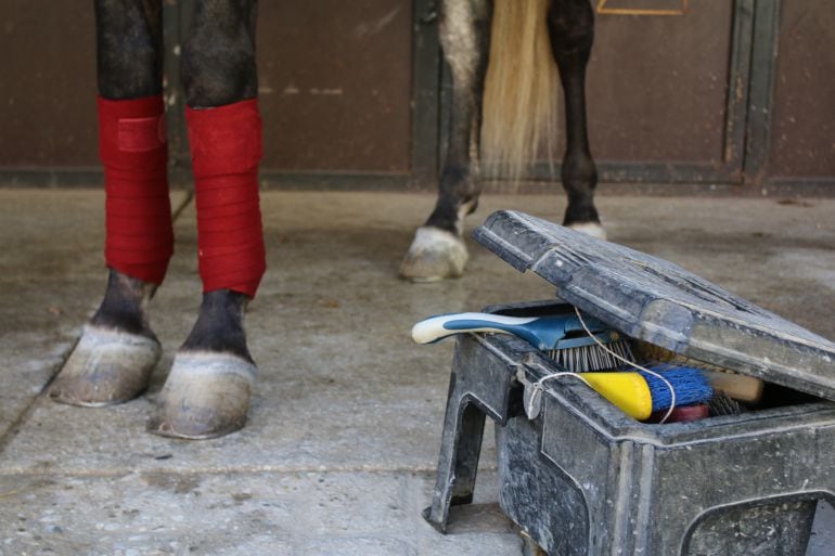 Uno de los caballos de Caballerizas Reales siendo preparado para entrenar