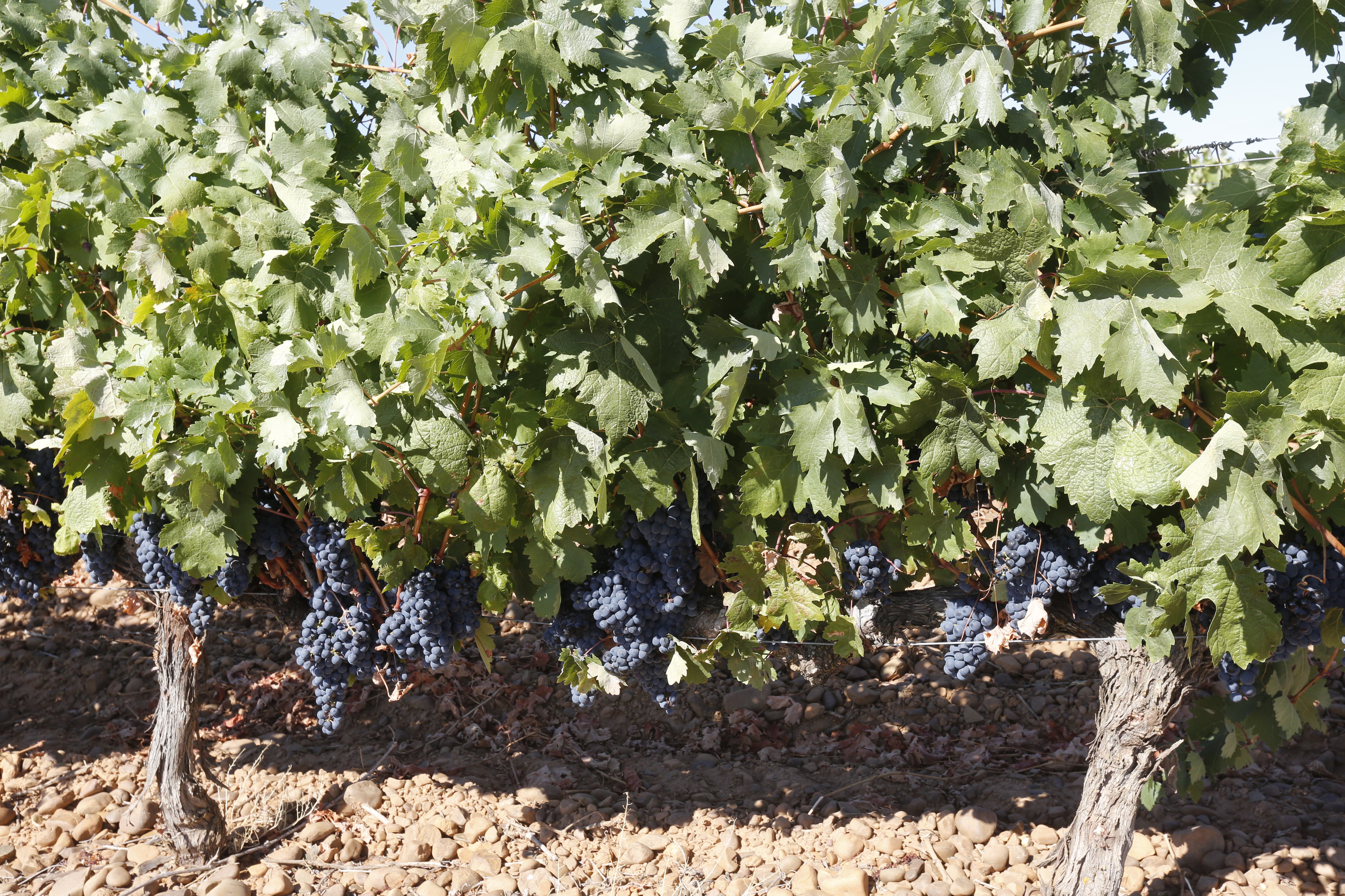 Plantación de Prieto Picudo en el entorno de Valdevimbre (DO León)