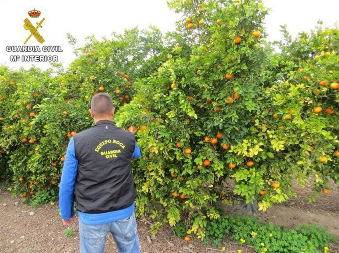 Equipo Roca de la Guardia Civil que vigila los campos de cultivo 