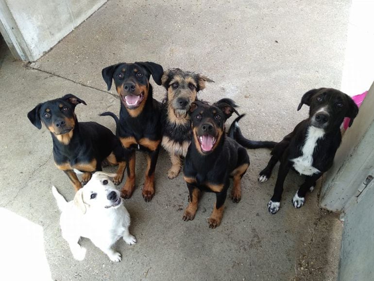 Scooby Palencia necesita ayuda urgente para dar de comer a los más de 90 animales que tiene en sus instalaciones