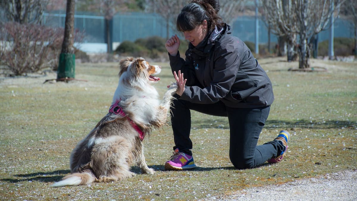 Conocemos cómo adolescentes vulnerables y perros maltratados se ayudan mutuamente en Parla