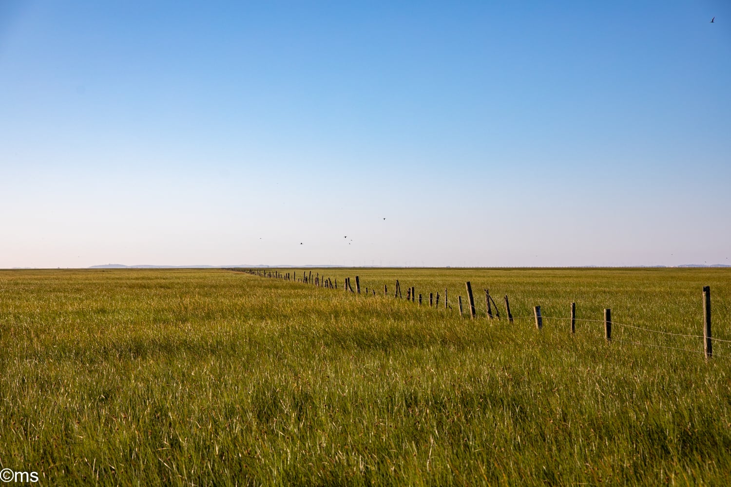 Espacio Natural de Doñana (mayo de 2025)
