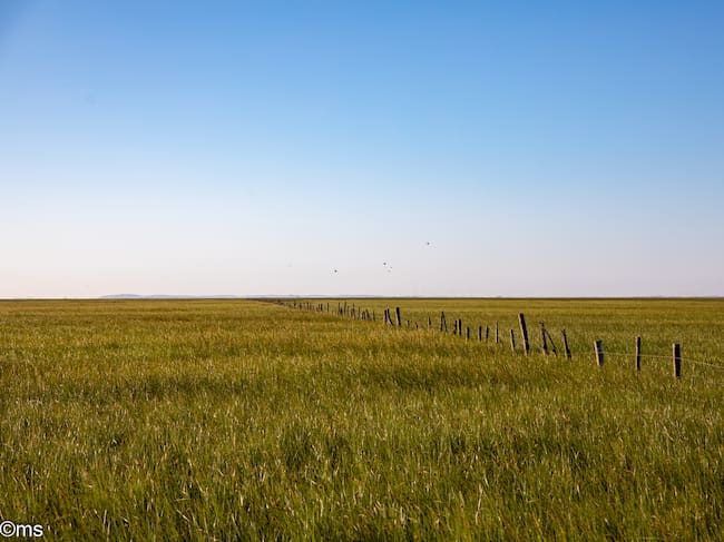 Espacio Natural de Doñana (mayo de 2025)