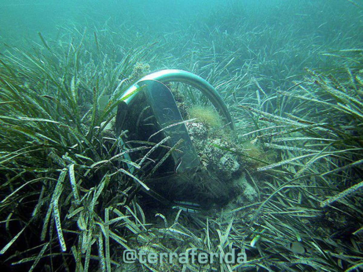 Terraferida exige que el Decreto de Conservación de la Posidonia se aplique este verano