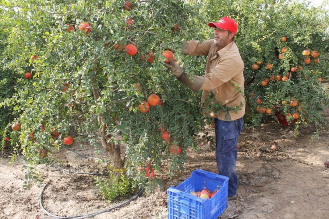 Agricultor en plena recogida de la magrana del Camp d&#039;Elx