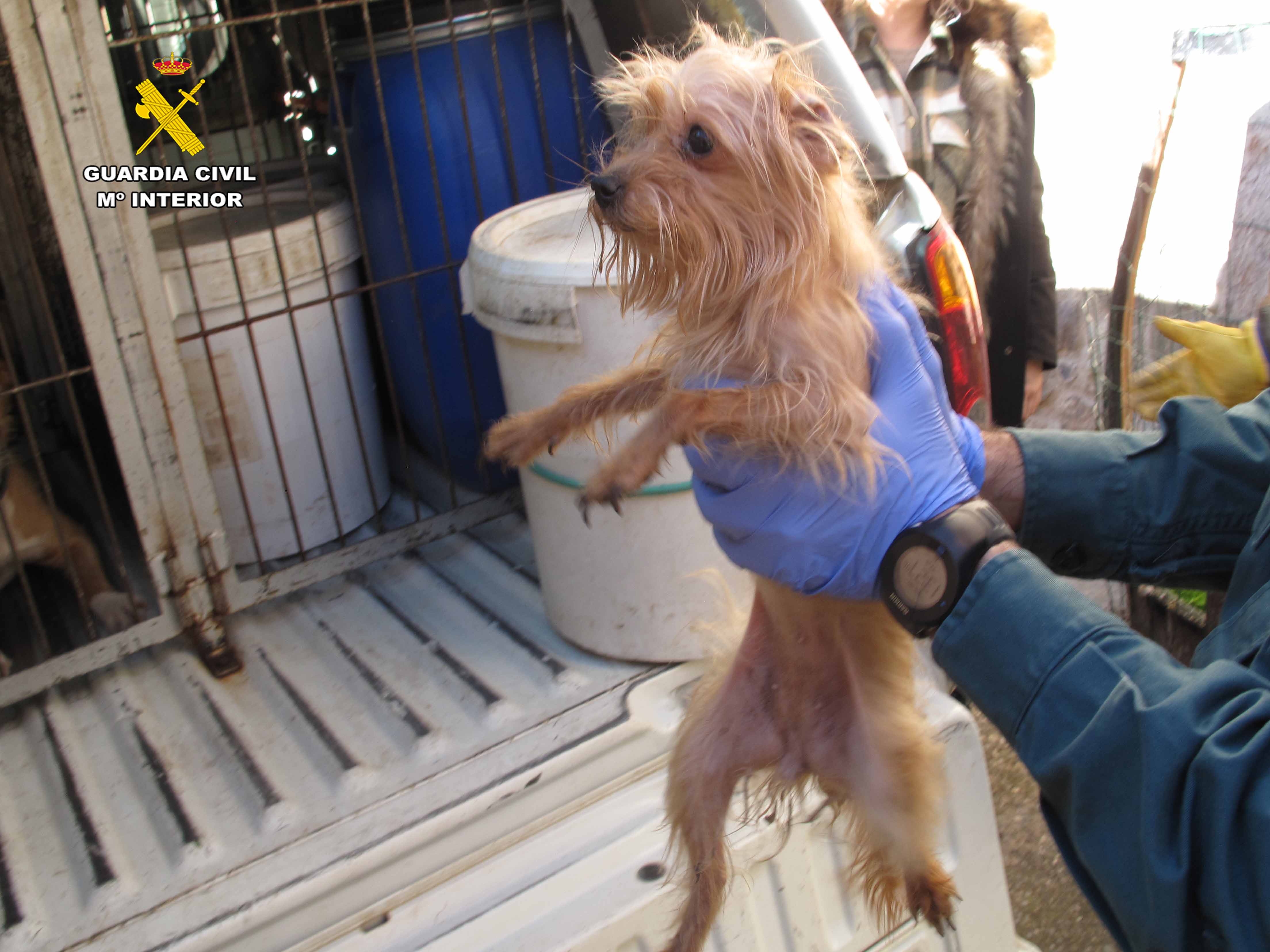 El Seprona rescata a 14 perros en pésimas condiciones en una vivienda en La Rioja