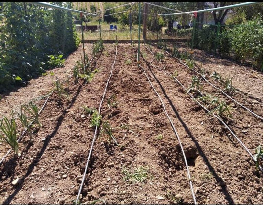 Daños ocasionados por el jabalí en un huerto 