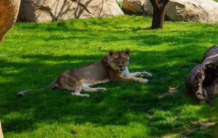 La leona Fa en Bioparc