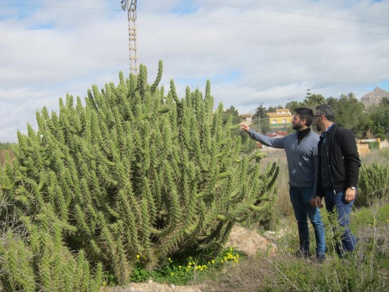 Concejal y técnico junto a un cactus invasor