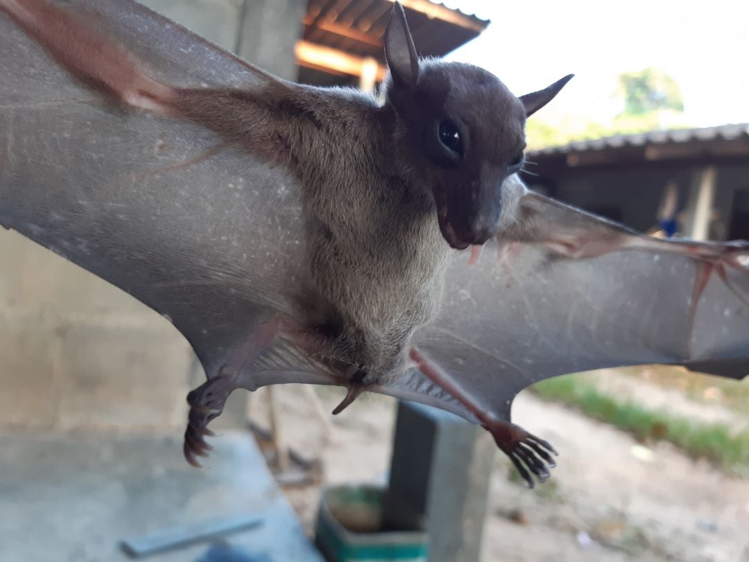 Imagen de archivo de un murciélago, en Tailandia.