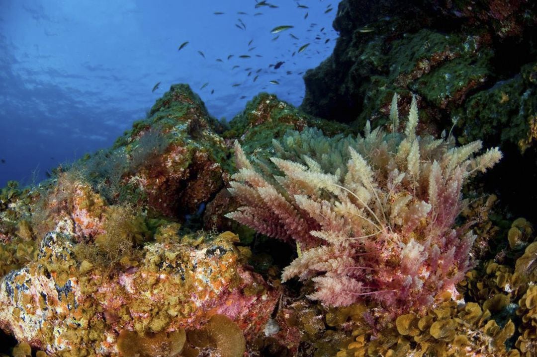 Foto de Oceana del fondo del Mar de las Calmas en El Hierro.