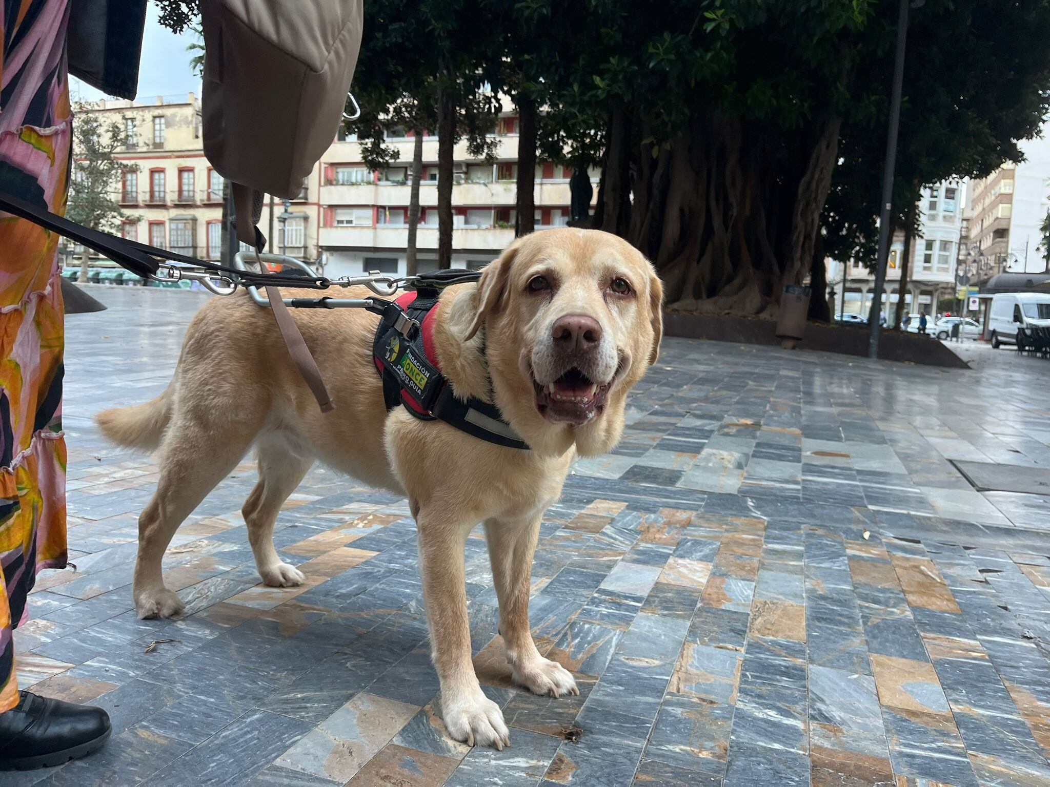 Rosadelia y Woko, su perro guía