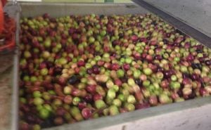 Així es netegen les olives abans de ser premsades.