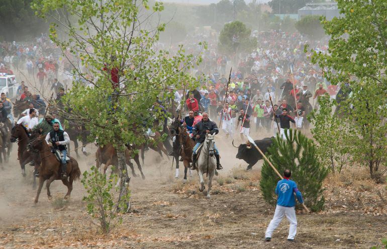 Celebración del torneo del Toro de la Vega en Tordesillas