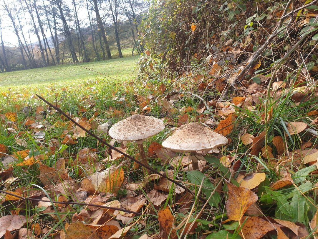 Paisaje de otoño con setas