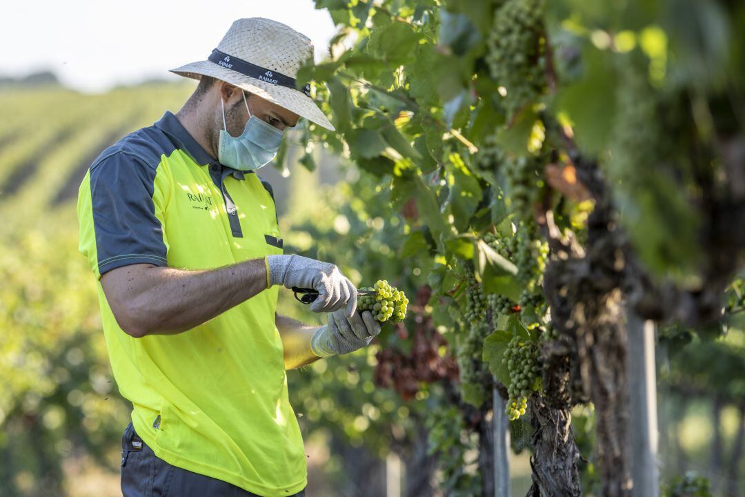 La primera varietat que es cull és Chardonnay.