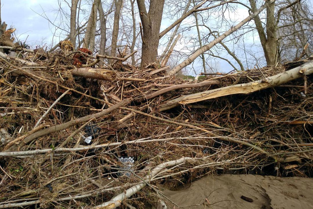 Arbres caiguts i arrossegats pel riu Ter a Salt