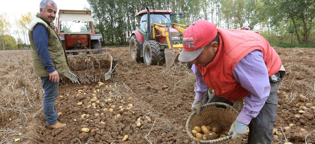 Temporeros en el campo