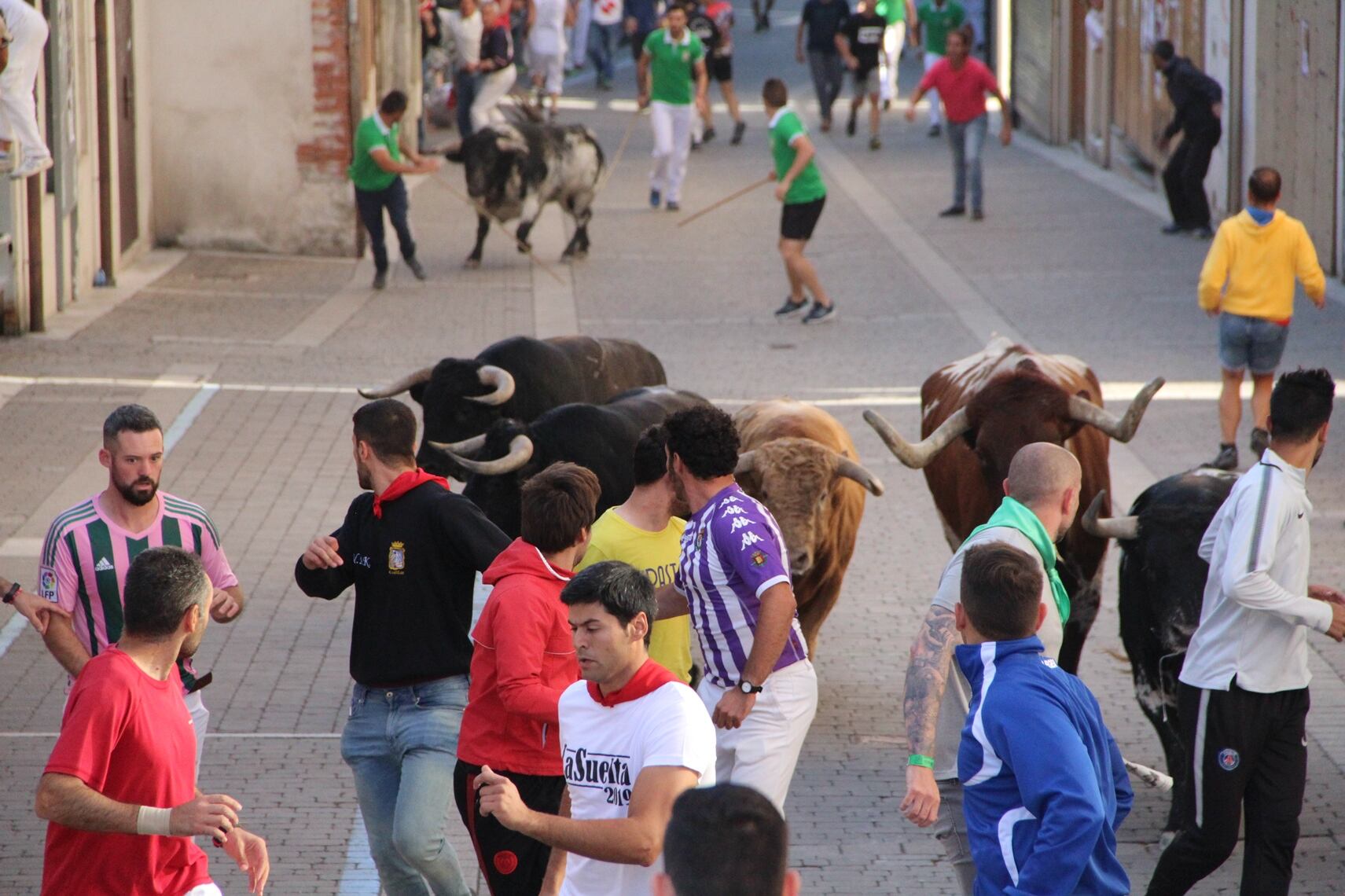 Ganadería de Condessa de Sobral en un encierro de las calles de Cuéllar