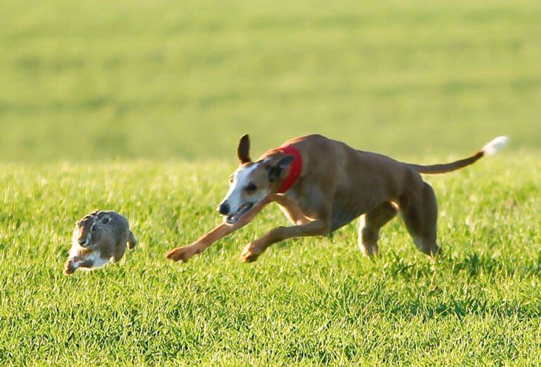 Madrigal de las Altas Torres acogerá desde hoy el Campeonato Nacional de galgos en campo