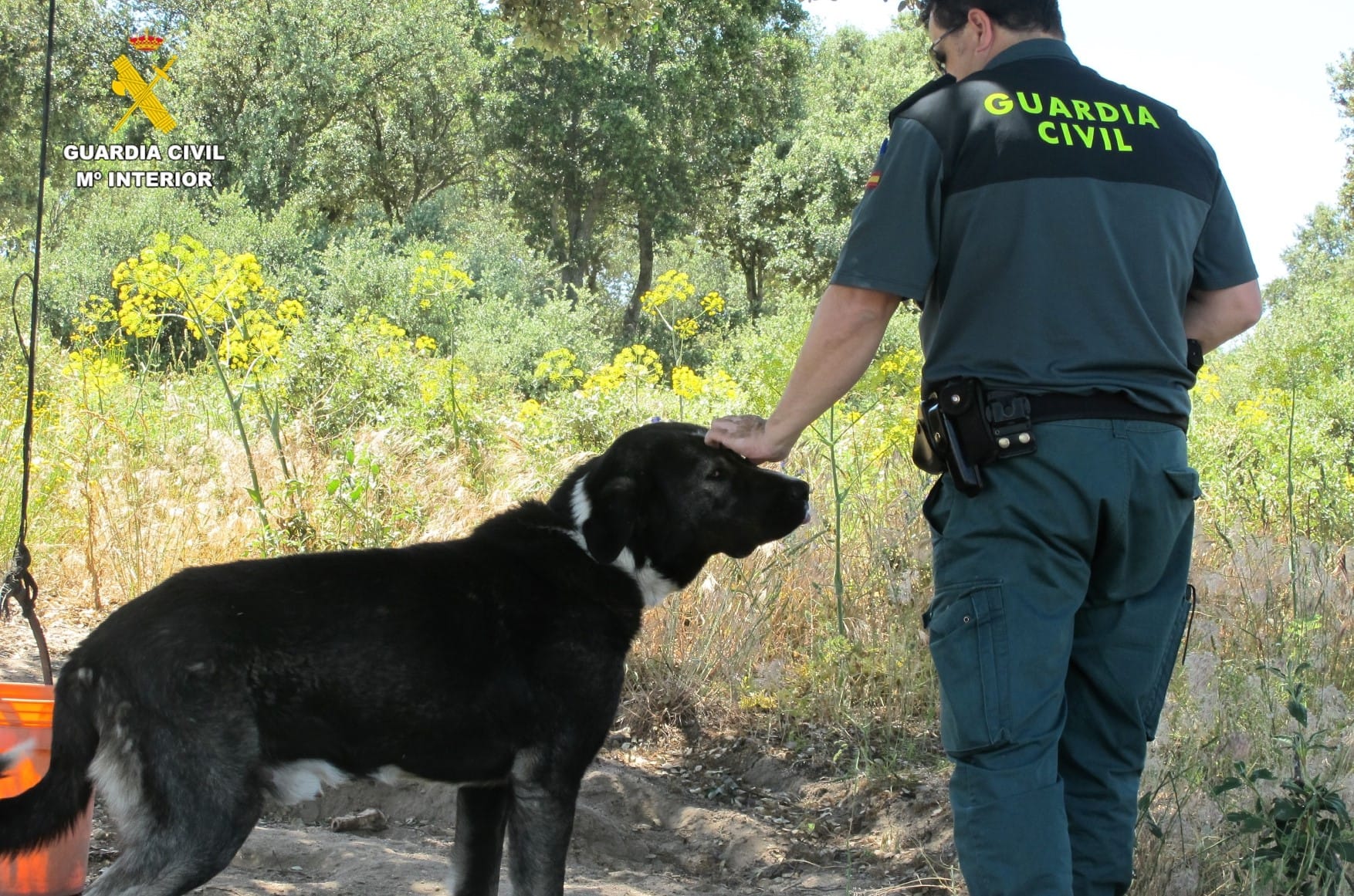 Muere un perro en Ortigosa del Monte por la falta de cuidados de su dueño