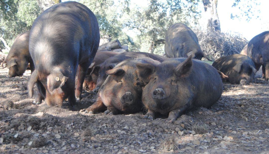 La mala gestión habría causado episodios como el del embalse de As Conchas