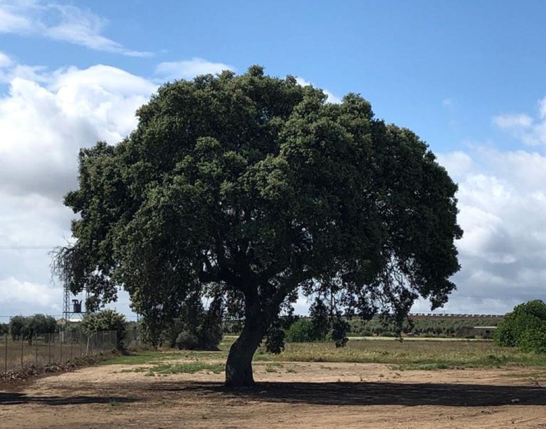 Encina La Serona, candidata a ser árbol de España 2020