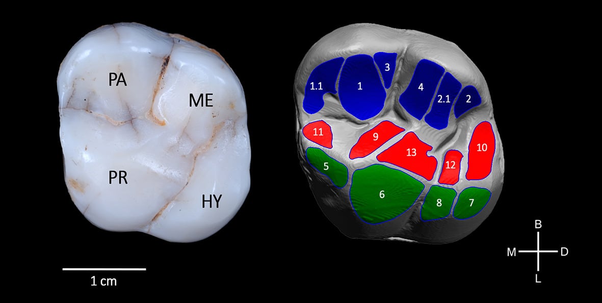 Molar superior de la Sima de los Huesos (izquierda): ejemplar AT-3177. A la derecha, modelo 3D muestra las zonas de desgaste dental generadas durante la masticación, que permiten inferir el tipo de dieta de esta población