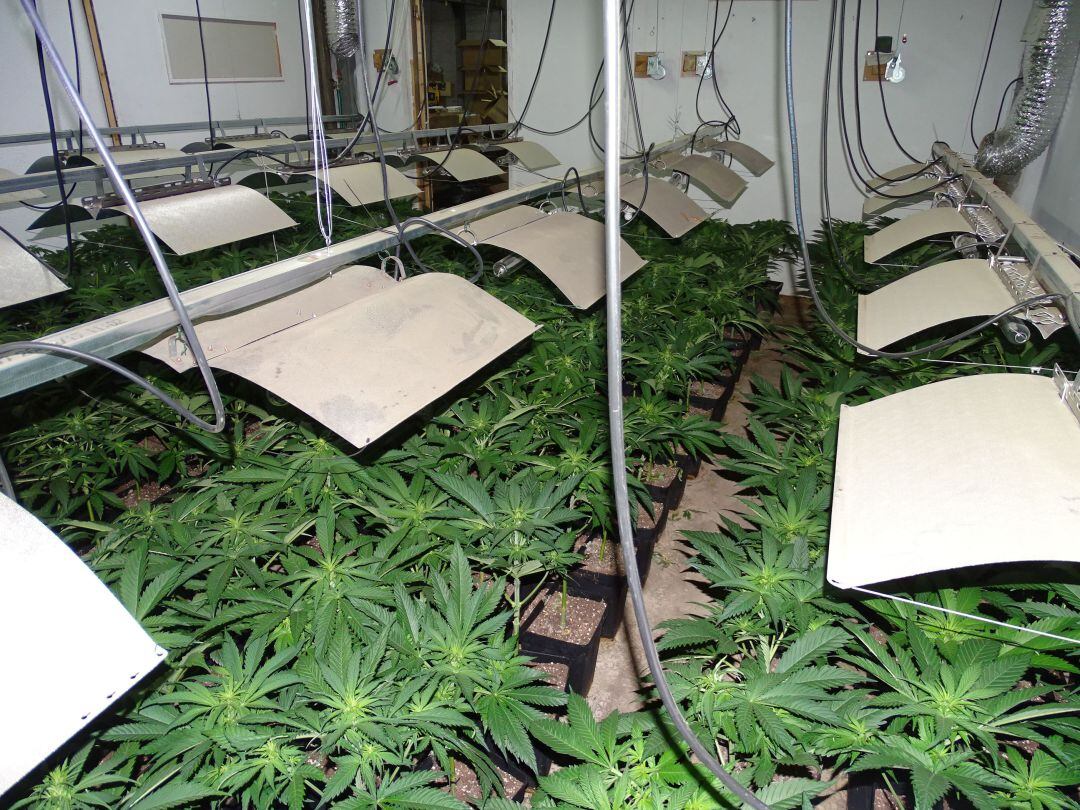 Imagen de la plantación de marihuana.