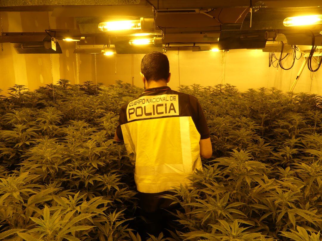 Nueve detenidos y 237 kilos de marihuana incautados en una operación policial en Alcantarilla 