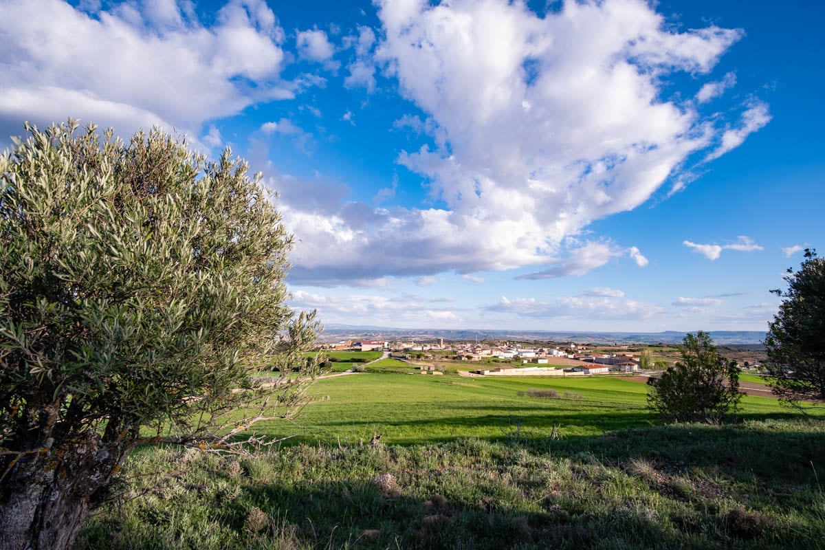 La DO Aceite de la Alcarria trabaja en el estudio y posible reconocimiento del olivar histórico de la variedad castellana.