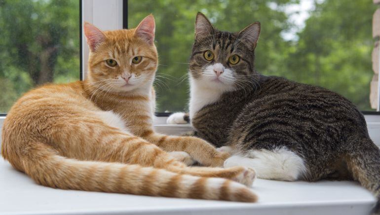 Esterilización de gatos en Elche